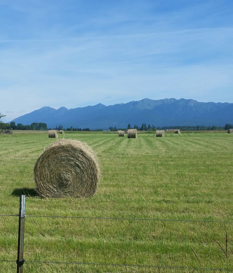 20160702_104457-1 (1)