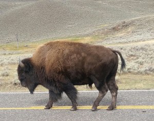 buffalo
